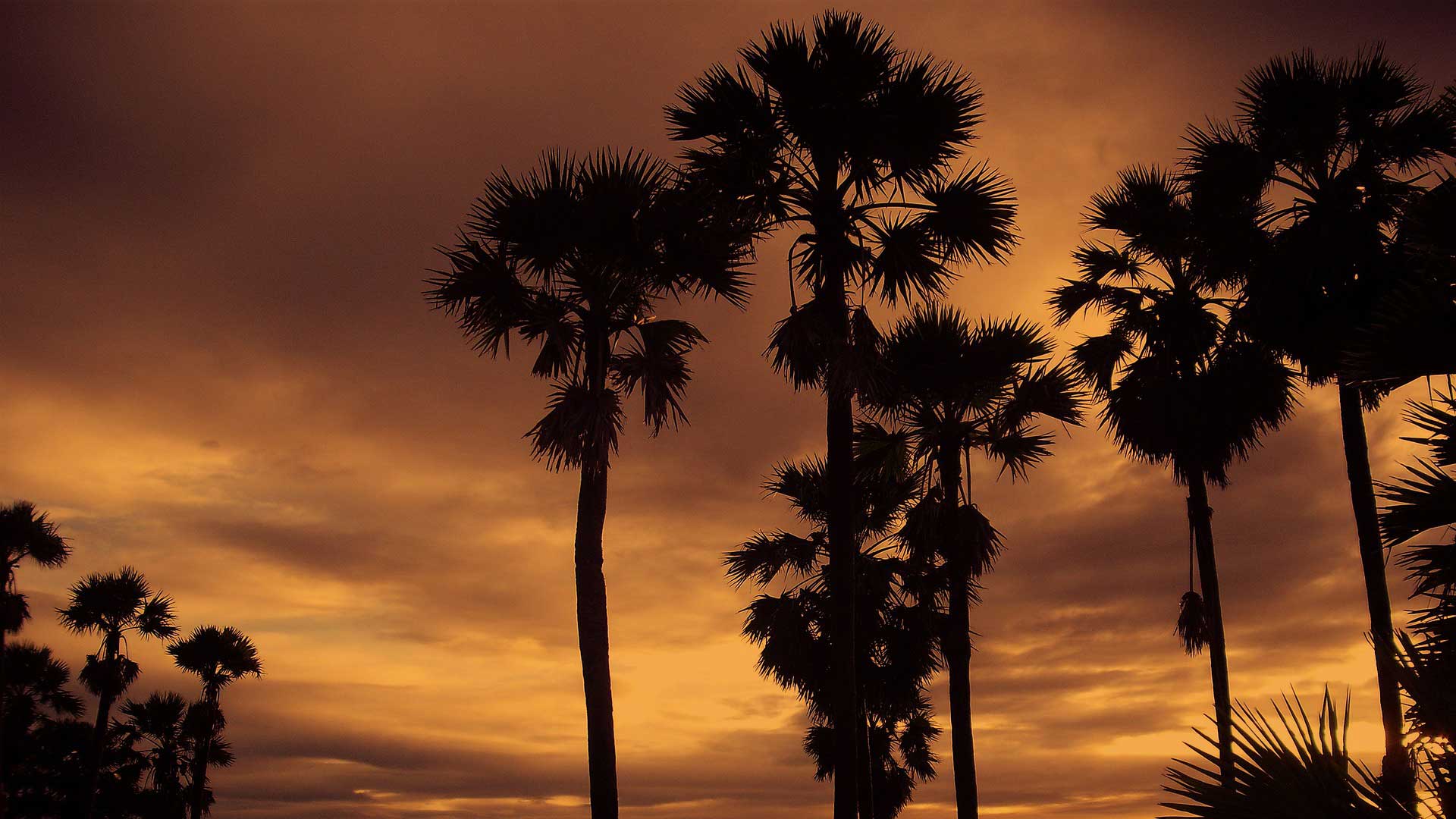 Openings for Our Thailand Program